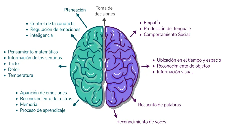 cerebro